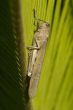 grasshopper