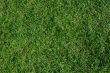 green grass