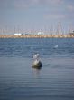 Seagull In Marina