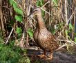 Mallard Duck