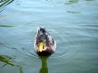 Mallard Duck