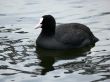 Eurasian Coot (Fulica atra)