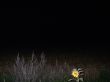 Flower In The Dark
