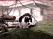 Forrest Cat