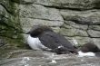 Common Murre