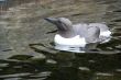 Common Murre
