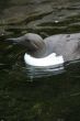 Common Murre