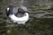 Common Murre