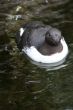 Common Murre