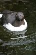 Common Murre