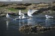 Western gulls in fresh water