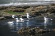 Western gulls in fresh water