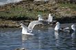 Western gulls in fresh water