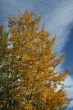 Aspen in park, Kananaskis mountains