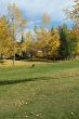 Aspen in park, baby stroller
