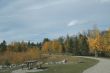 Aspen in park, Kananaskis mountains
