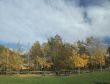 Aspen in park, Kananaskis mountains