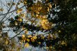 Details, trembling branches of aspen
