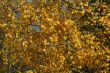 Details, trembling branches of aspen