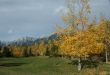 Aspen in park,