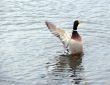 Mallard Duck