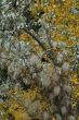 Autumn palette - spent flowers