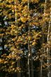 Tall birch trees in autumn colors