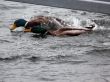 Mallard Duck Race