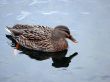 Mallard Duck