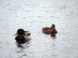 Mallard Ducks