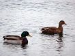 Mallard Ducks