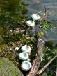 Cans In Water