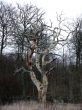 Old Tree
