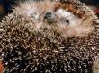 hedgehog