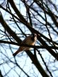 Abstract Bird