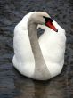 Swan