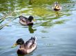 Triple In Ducks