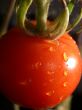 One Tomato