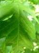 Green Leaf