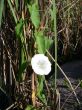 White Flower