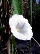 White Flower