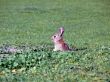 Wild Rabbit