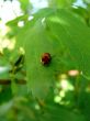 Ladybug