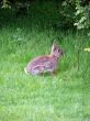Wild Rabbit