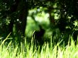 Rabbit Background