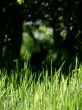 Rabbit Background