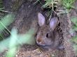 Wild Rabbit