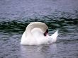 Swan Lake