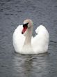 Mute Swan