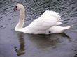 Swan Lake